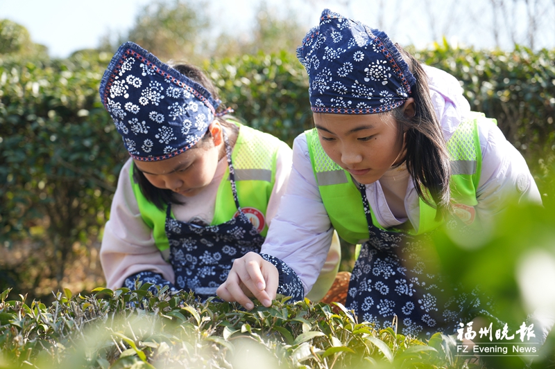 福州晚报写作训练营走读晋安茶文化