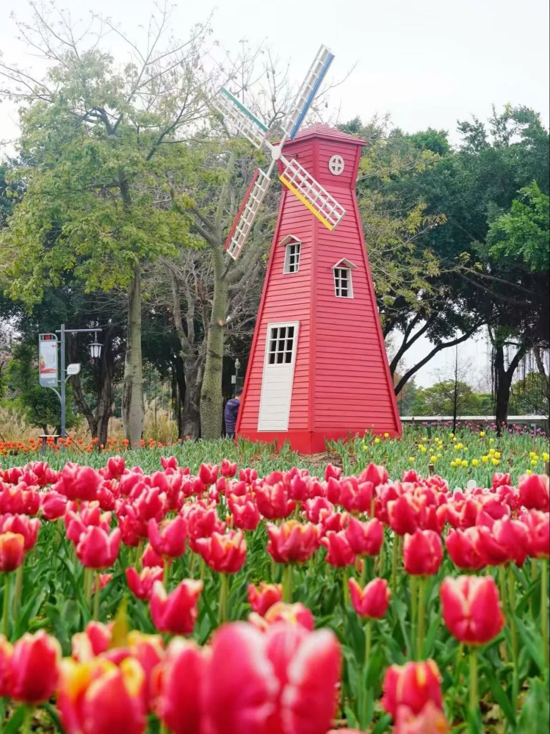 即将全面盛放！福州这里超美！