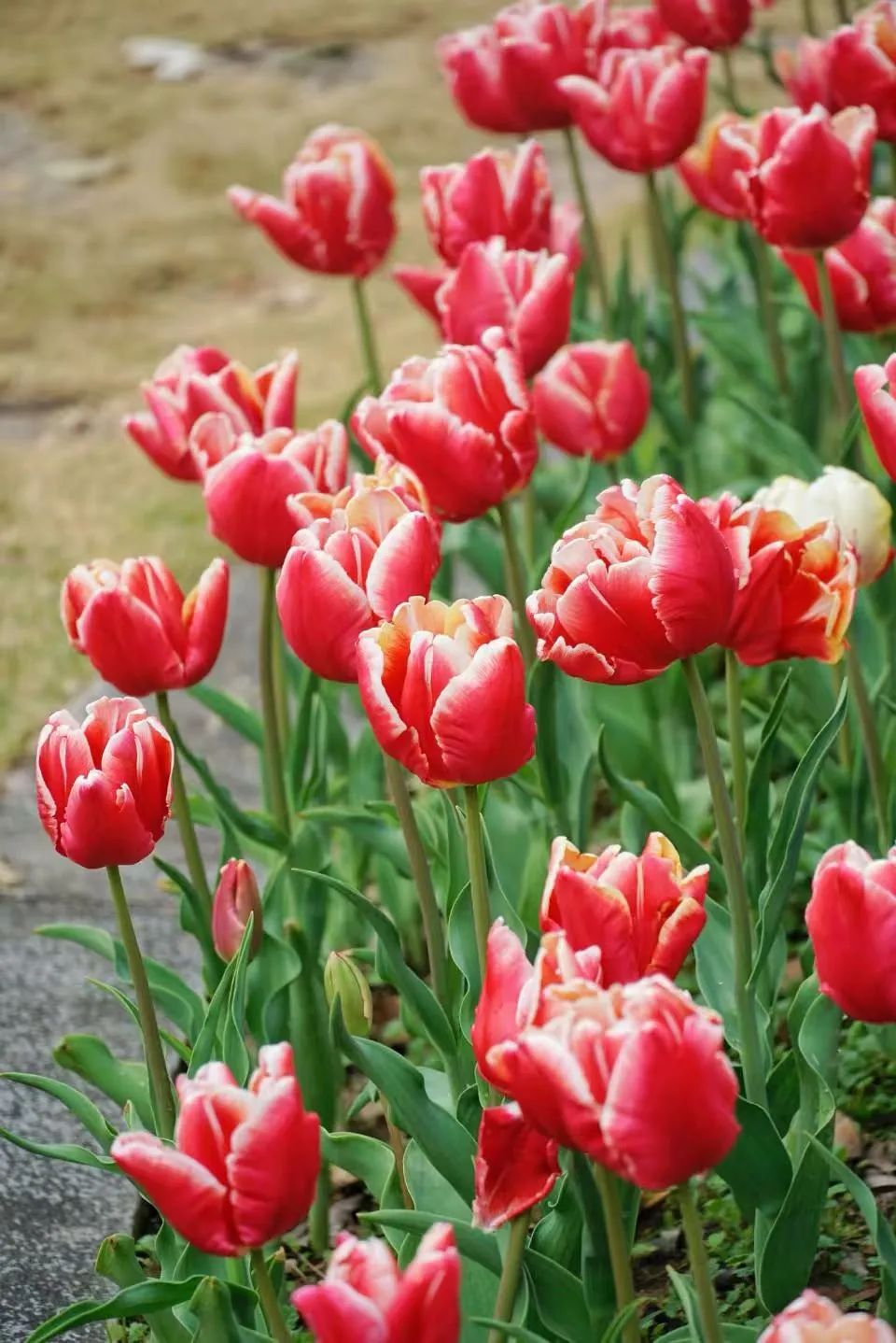 即将全面盛放！福州这里超美！