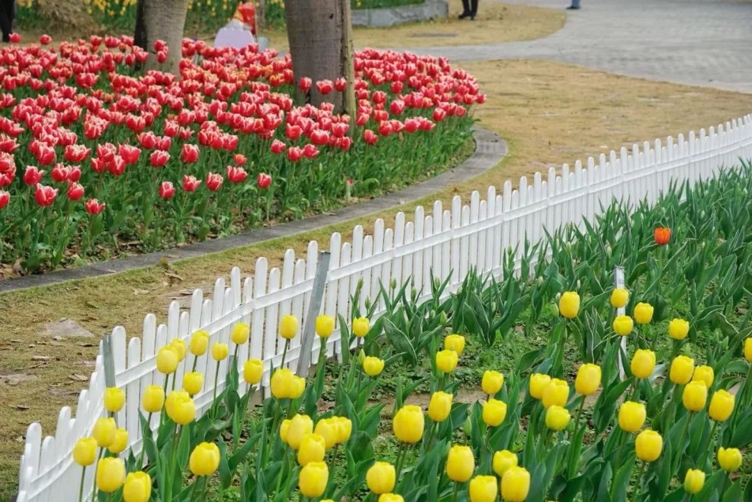 即将全面盛放！福州这里超美！