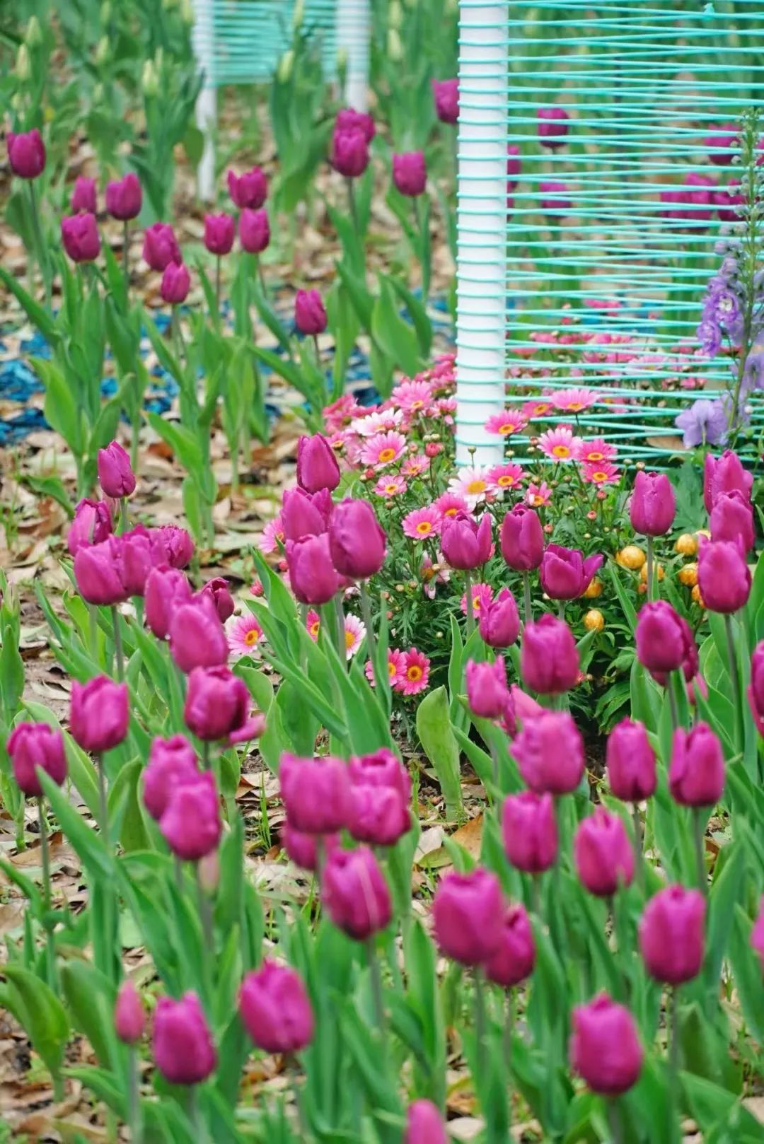 即将全面盛放！福州这里超美！