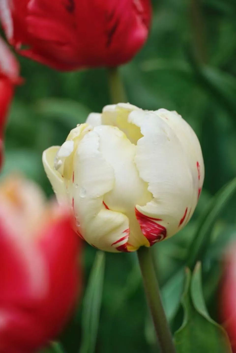 即将全面盛放！福州这里超美！