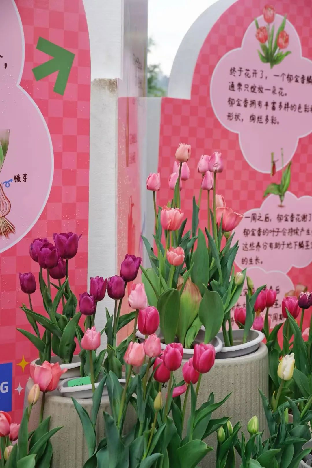 即将全面盛放！福州这里超美！