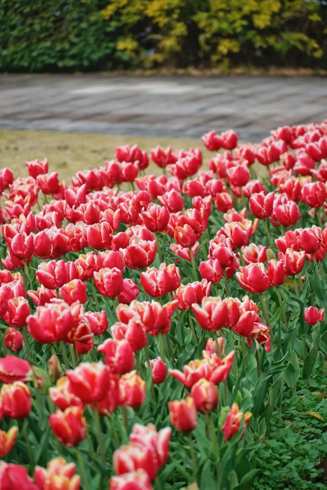 即将全面盛放！福州这里超美！