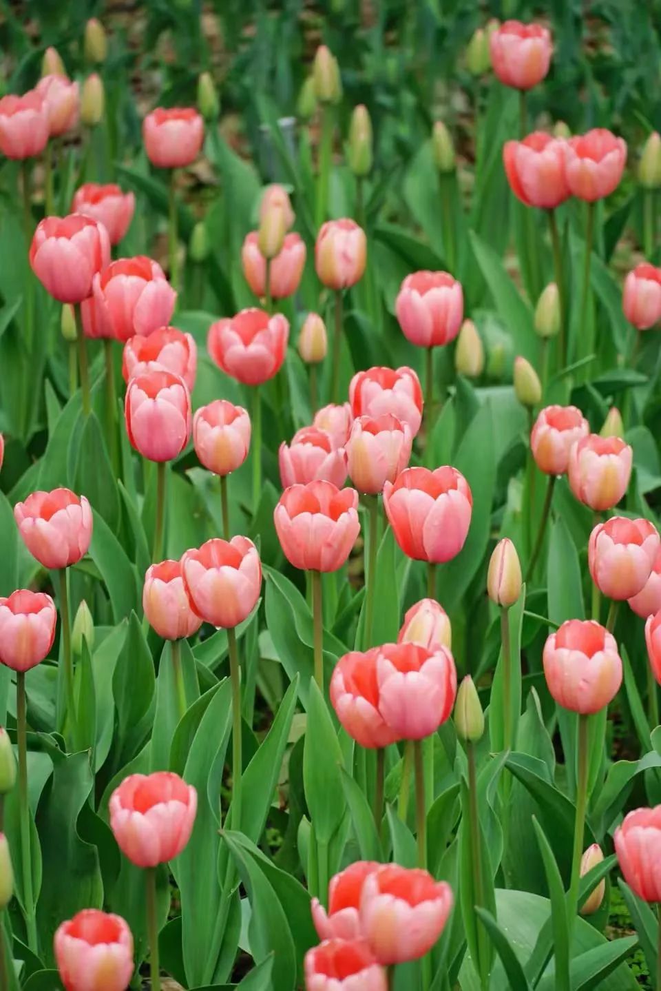 即将全面盛放！福州这里超美！