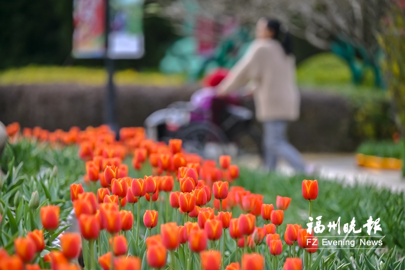 【网络中国节·春节】温泉公园郁金香花展正月初一开展