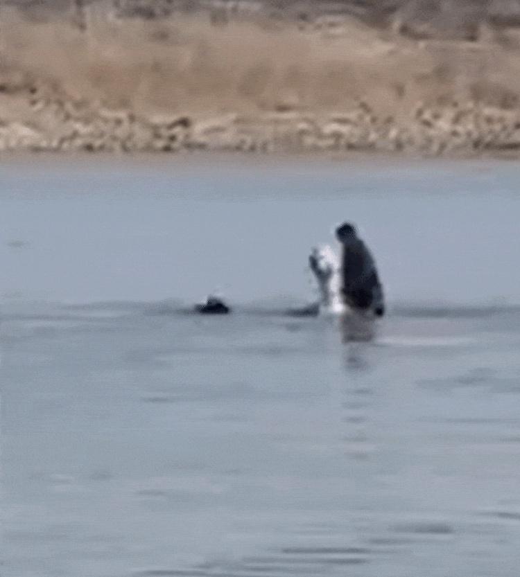 “白龙马”与主人救人后发烧到40℃