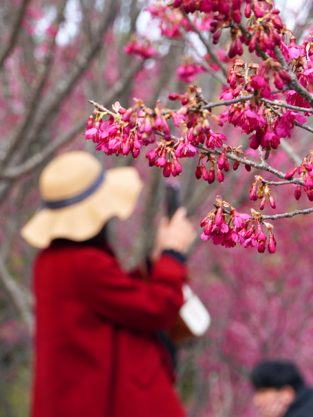 这个春日，钟石山寄来一封粉色的信