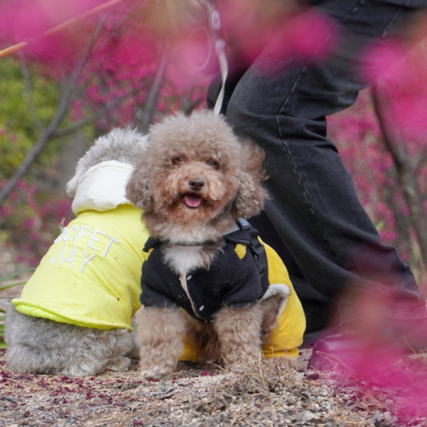 这个春日，钟石山寄来一封粉色的信