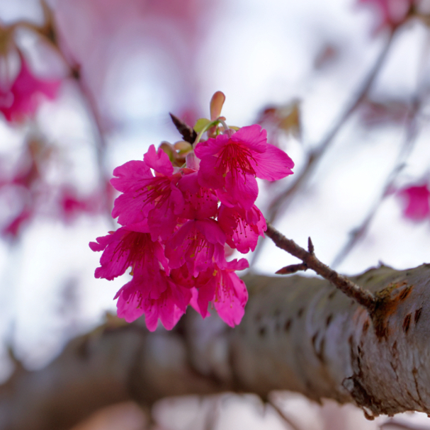 这个春日，钟石山寄来一封粉色的信