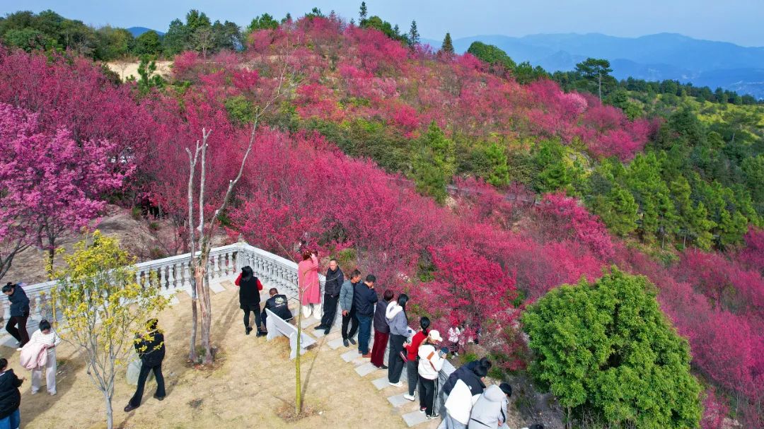 这个春日，钟石山寄来一封粉色的信