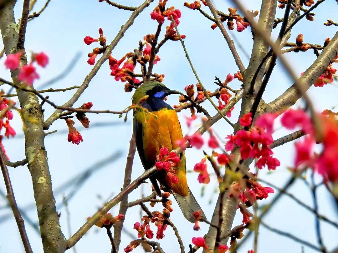 这个春日，钟石山寄来一封粉色的信
