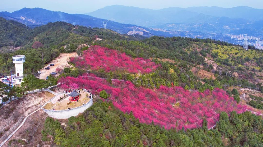 这个春日，钟石山寄来一封粉色的信
