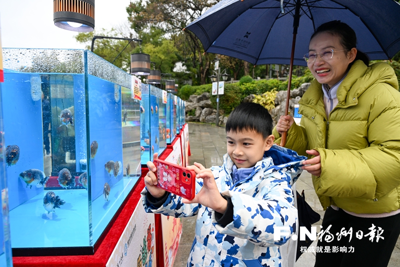 福州金鱼新春展亮相西湖公园，将持续至13日