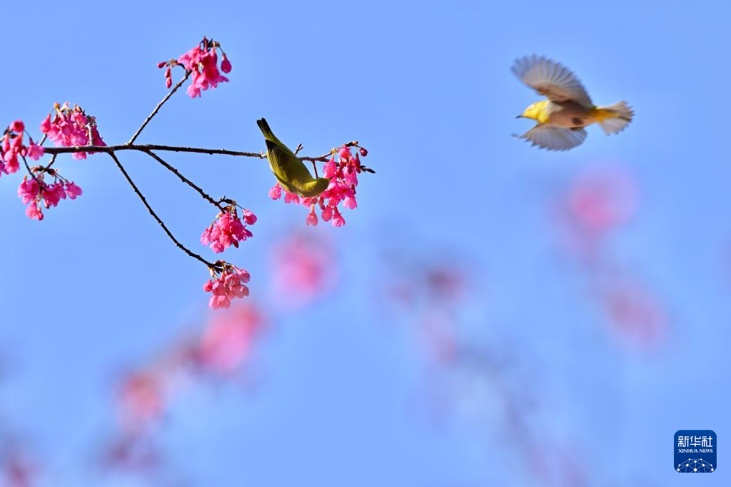 福建：相約春天賞櫻花