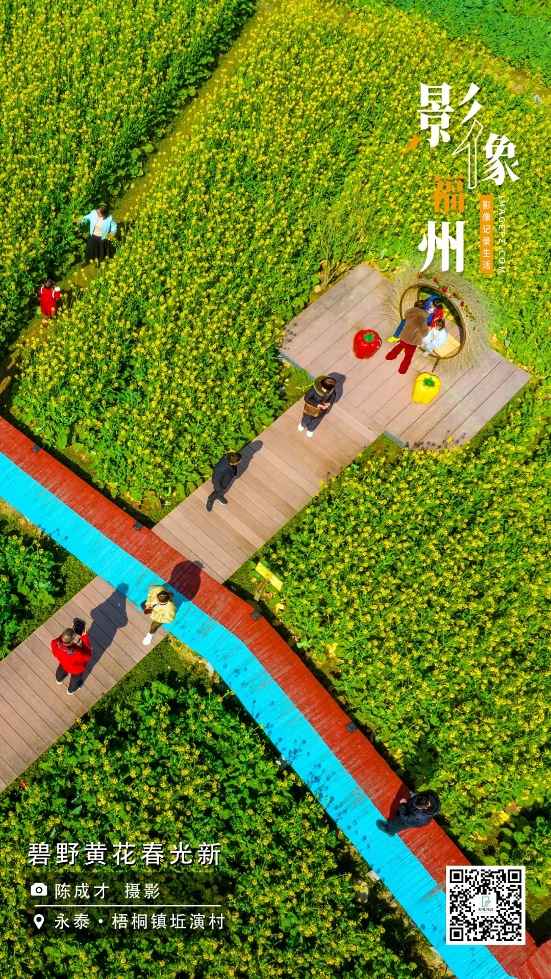 影像福州｜碧野黄花春光新