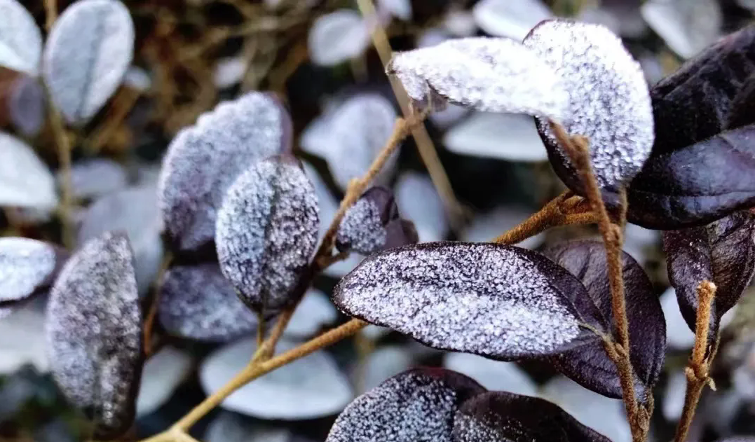 DeepSeek眼中的鼓岭原来是这样的！