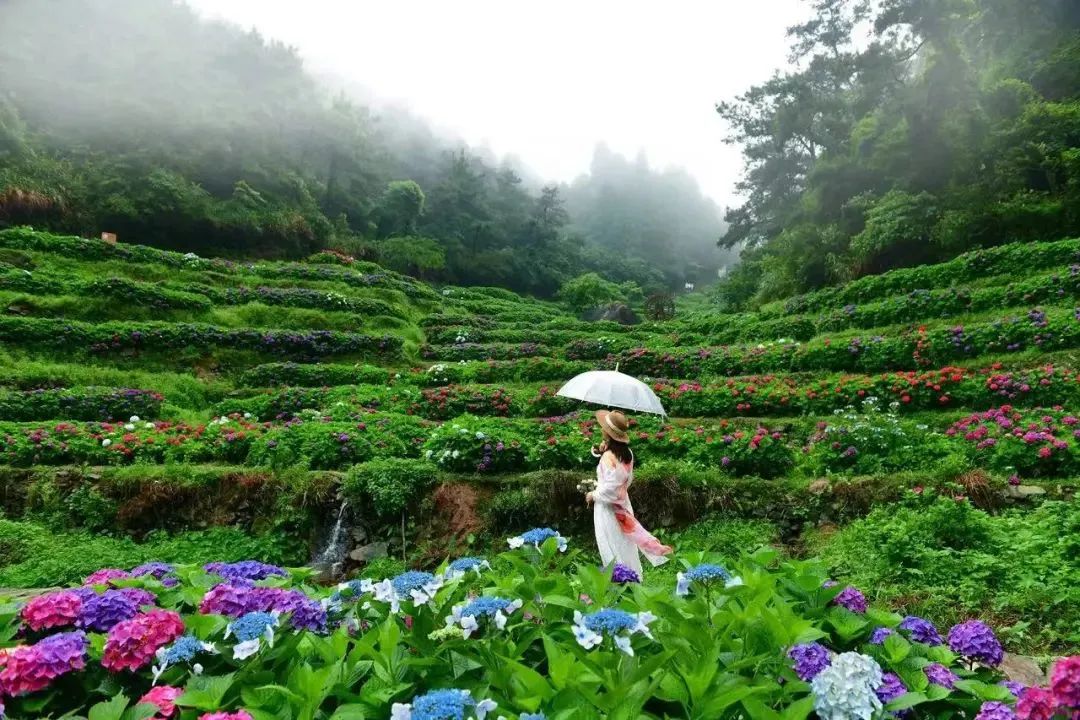 DeepSeek眼中的鼓岭原来是这样的！