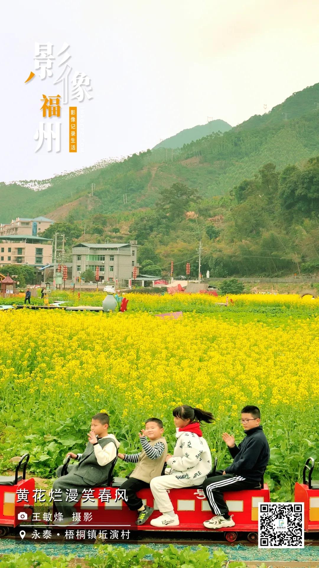 影像福州｜黄花烂漫笑春风