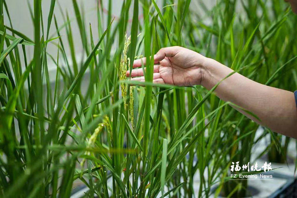 智能化植物工廠開在“集裝箱”里 無需陽光土壤作物茁壯生長