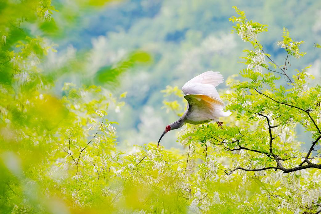 AI时政画报 | 秦岭鹭舞