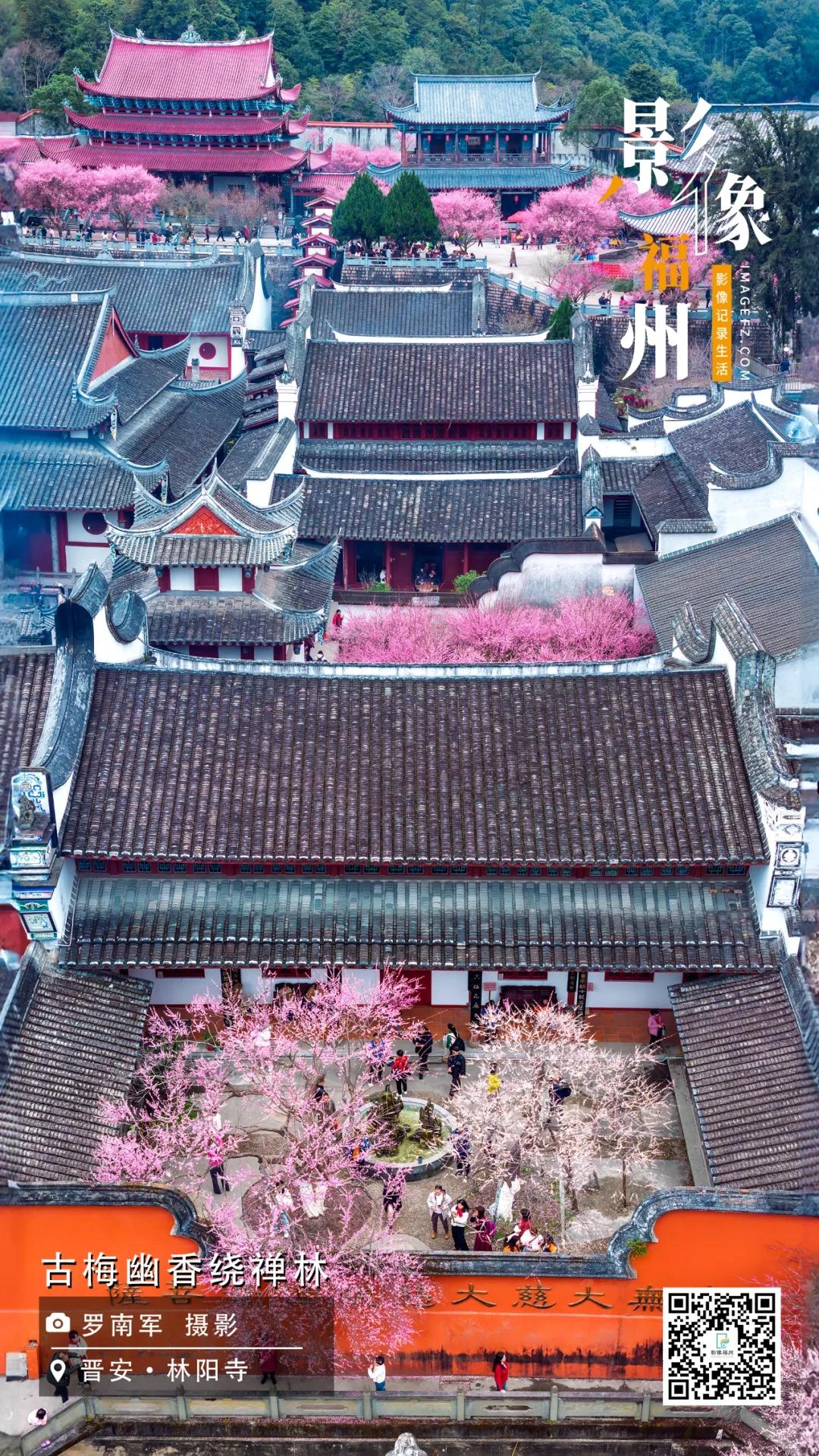 影像福州｜古梅幽香绕禅林