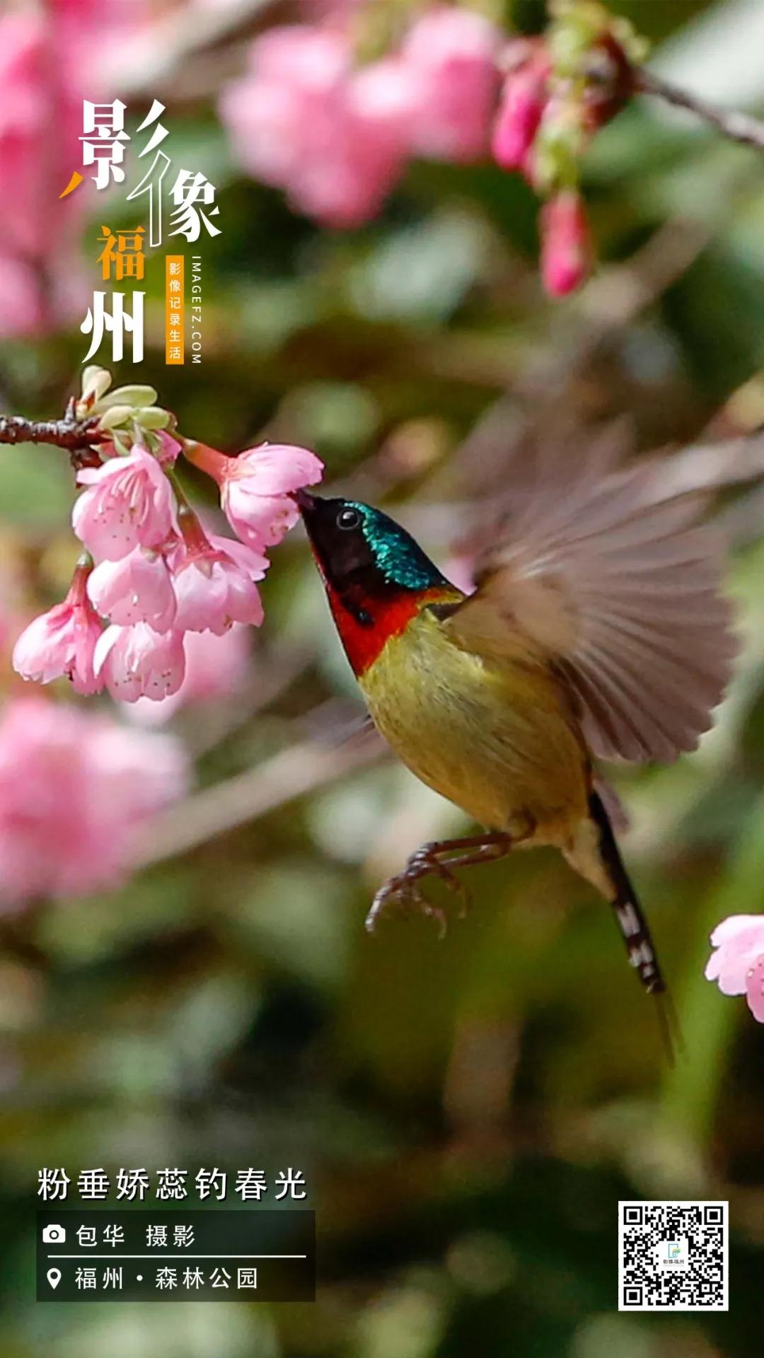 影像福州｜粉垂娇蕊钓春光