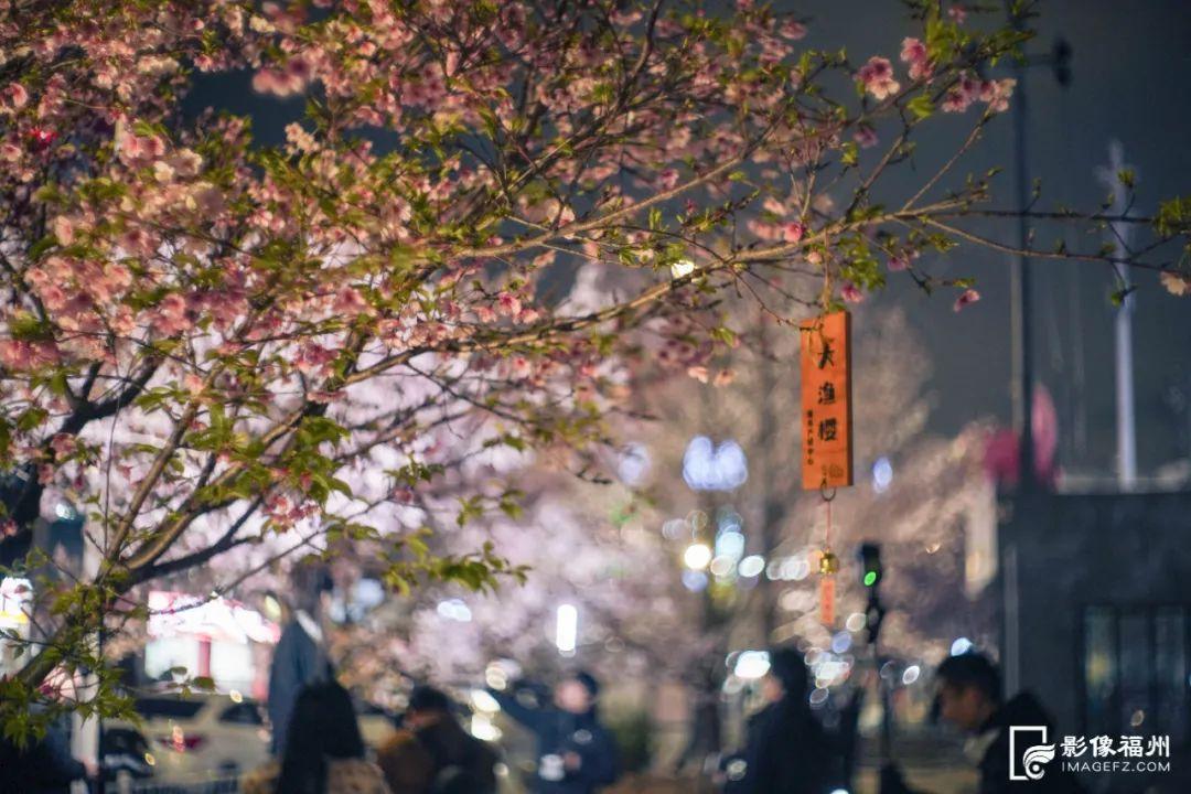 地铁直达！福州樱花大道！