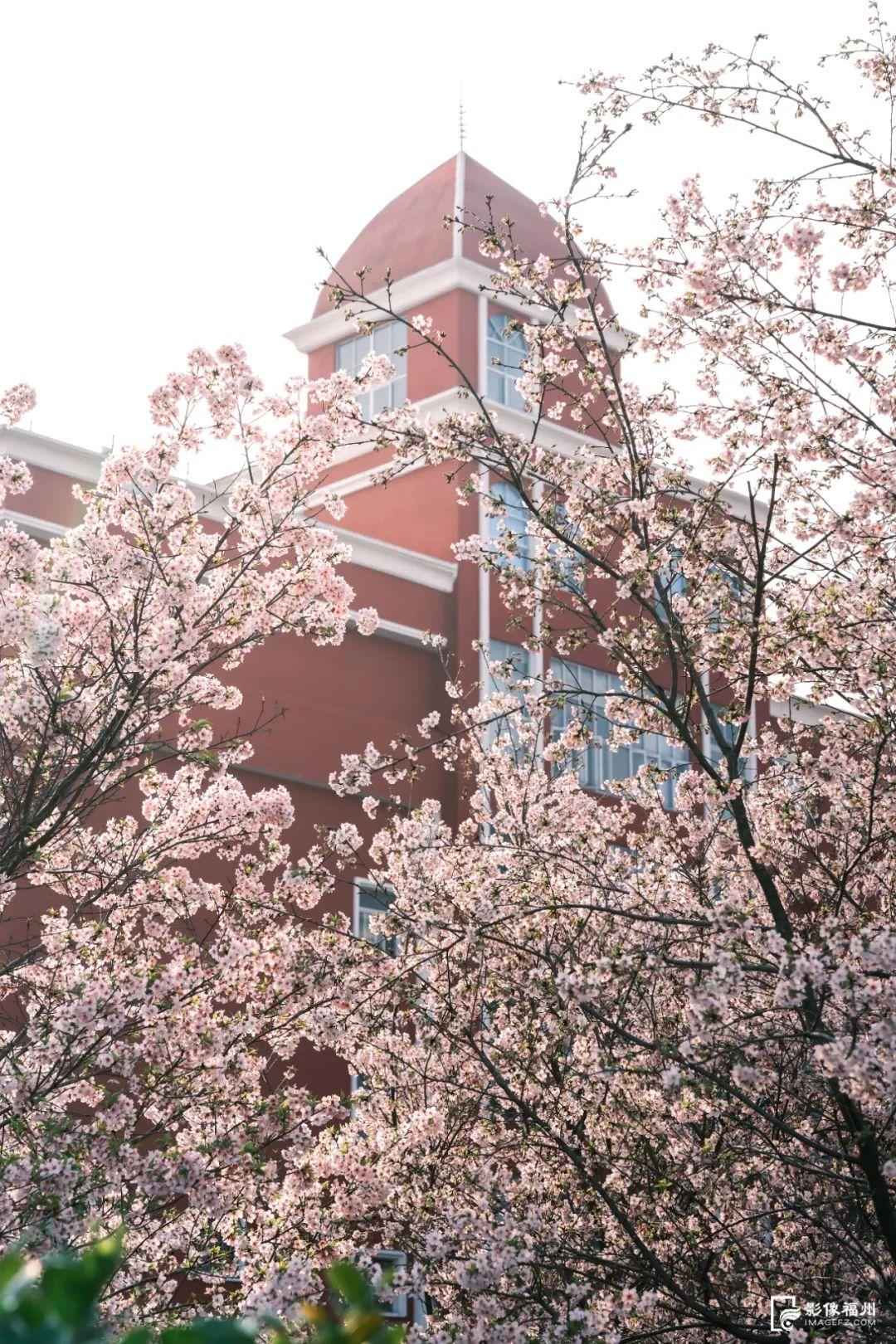 地铁直达！福州樱花大道！