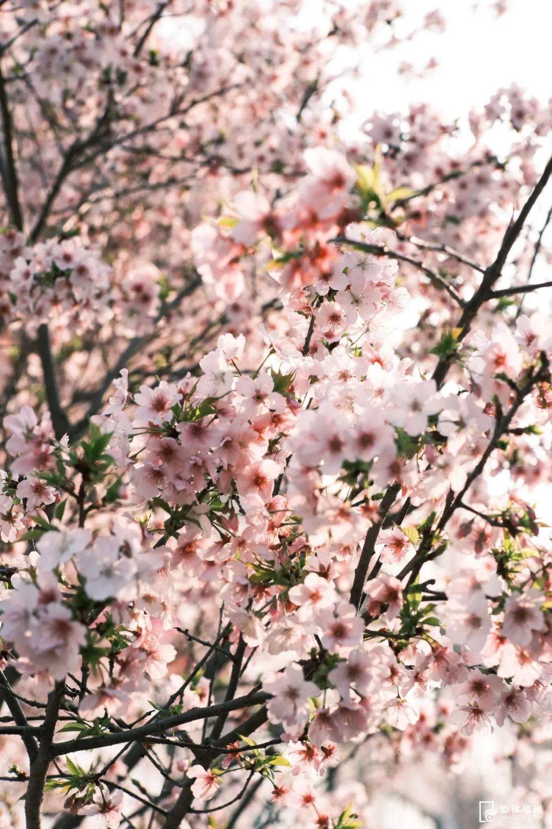 地铁直达！福州樱花大道！