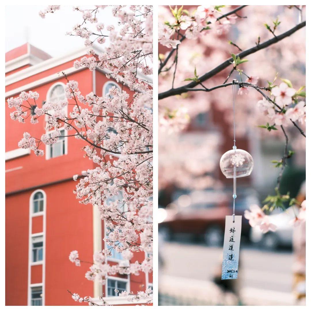 地铁直达！福州樱花大道！