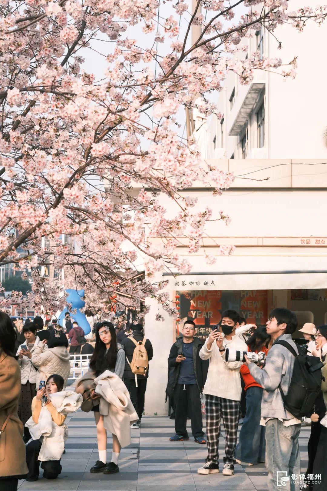 地铁直达！福州樱花大道！
