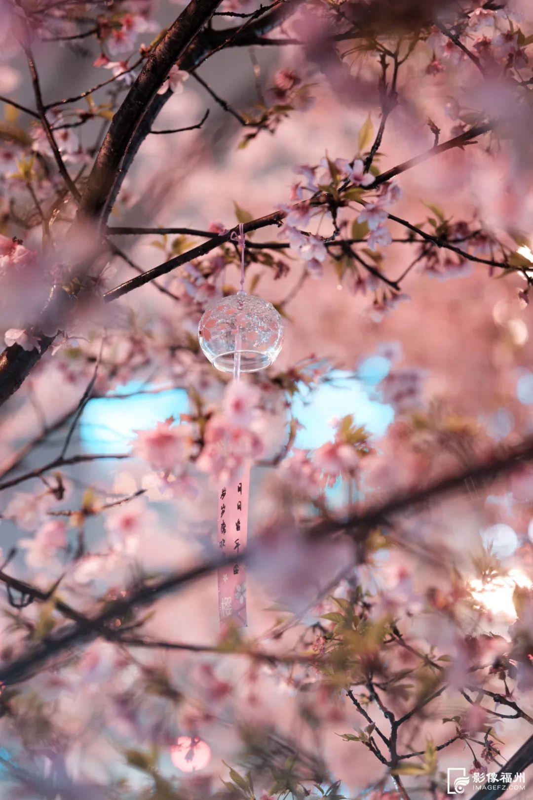 地铁直达！福州樱花大道！