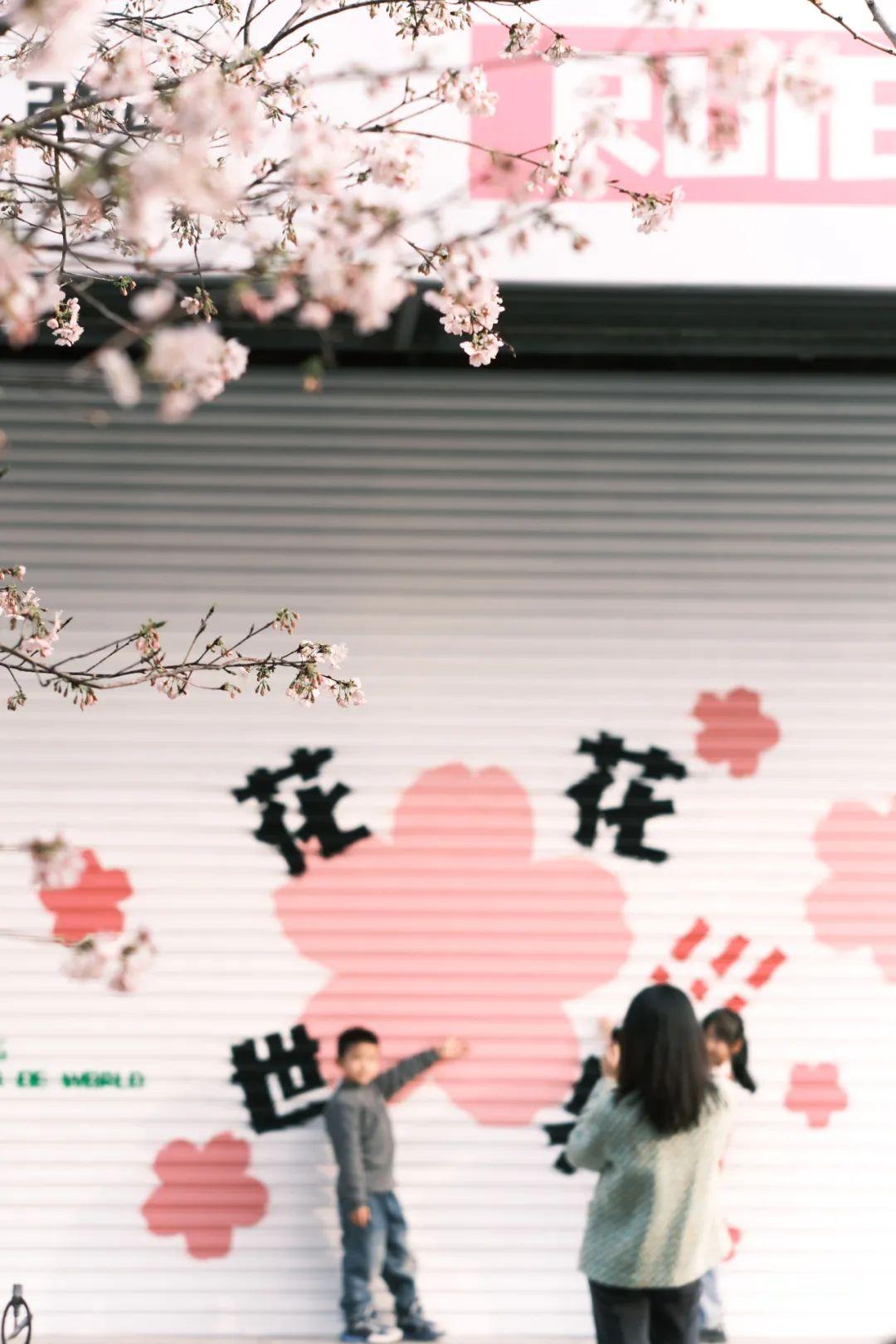 地铁直达！福州樱花大道！