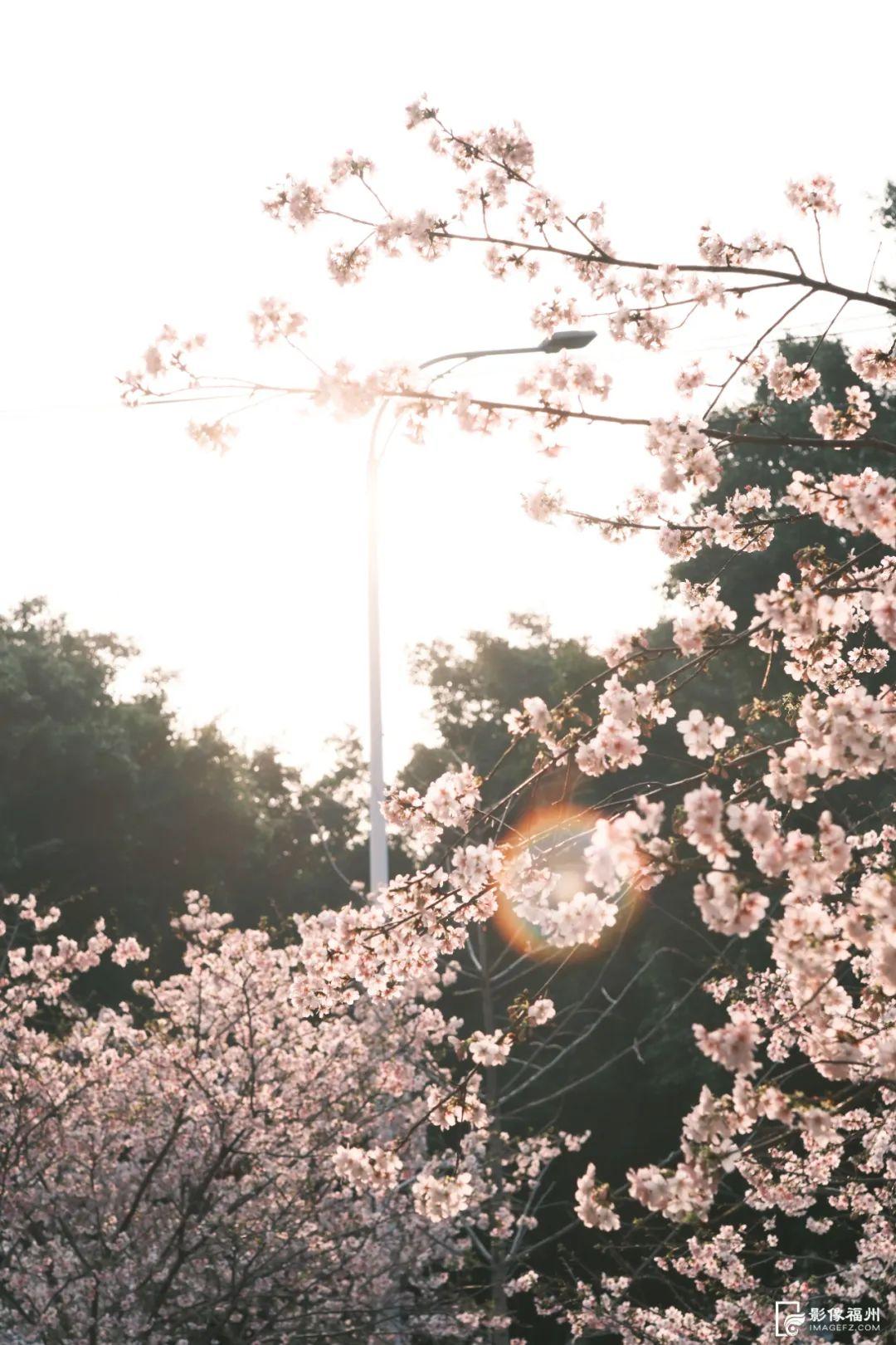 地铁直达！福州樱花大道！