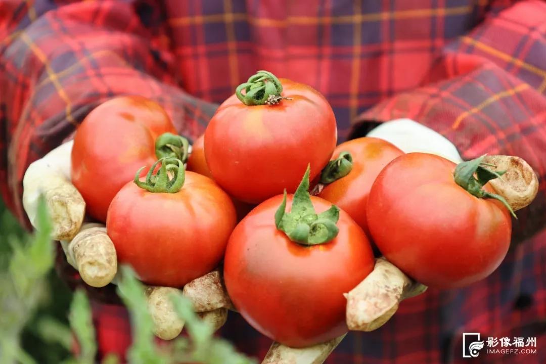 春果上市！草莓西红柿、七彩西红柿你吃过吗？