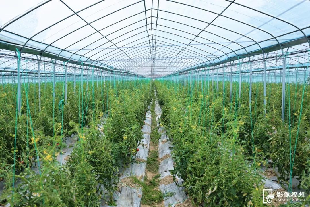 春果上市！草莓西红柿、七彩西红柿你吃过吗？