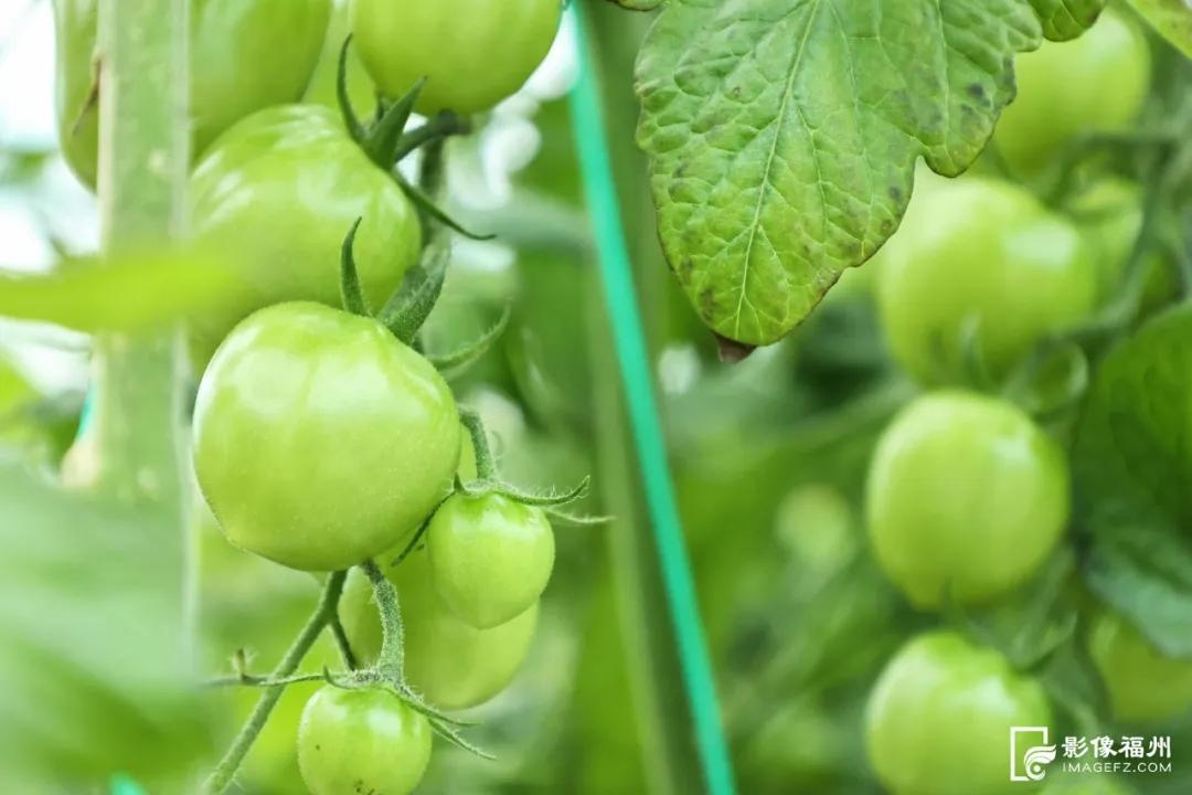 春果上市！草莓西红柿、七彩西红柿你吃过吗？