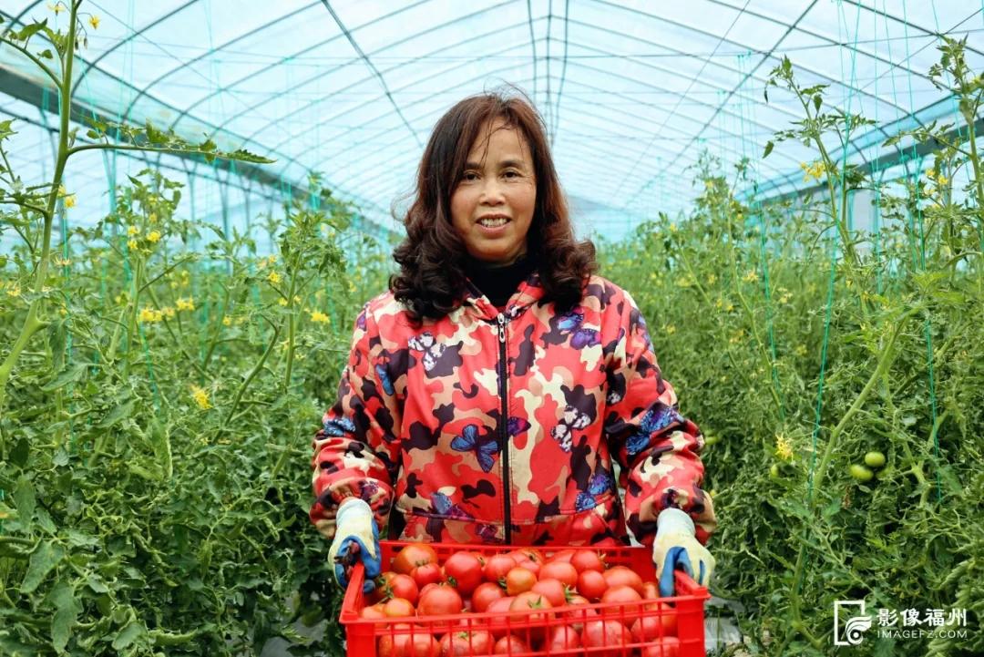 春果上市！草莓西红柿、七彩西红柿你吃过吗？