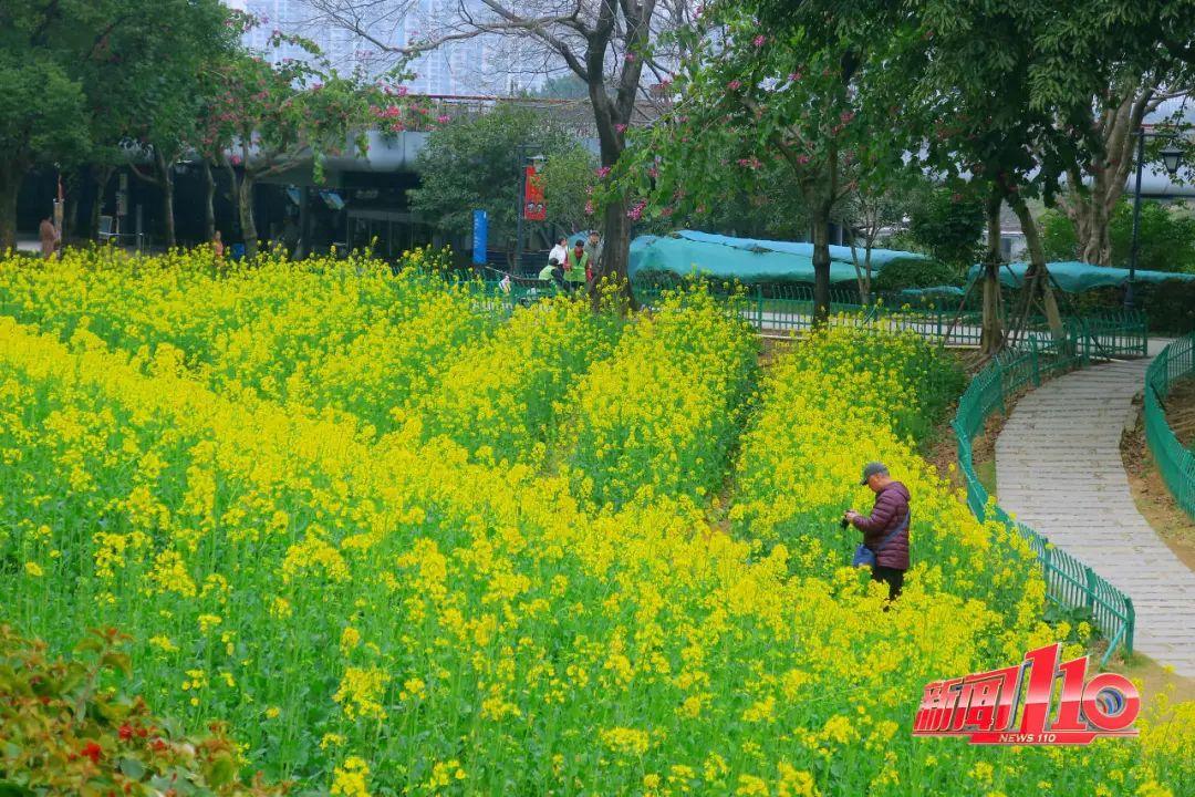 鼓楼、仓山、晋安……最近很多福州人偶遇，“太美啦”！