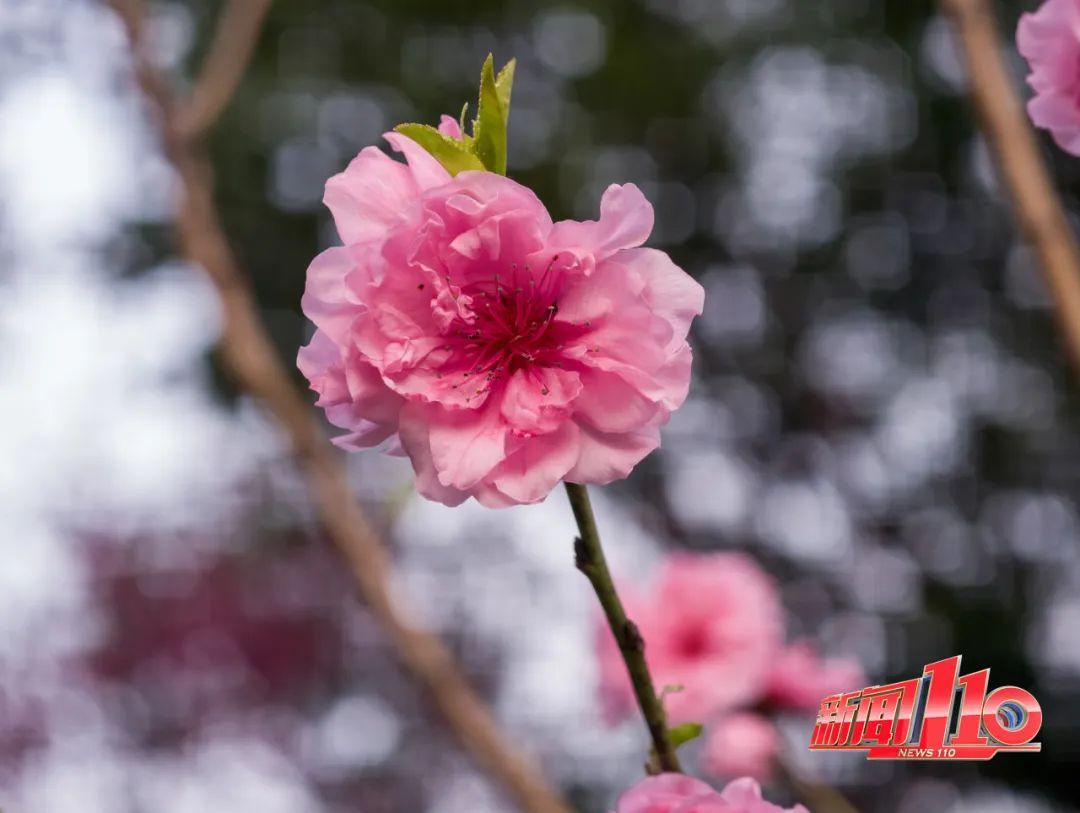 鼓楼、仓山、晋安……最近很多福州人偶遇，“太美啦”！