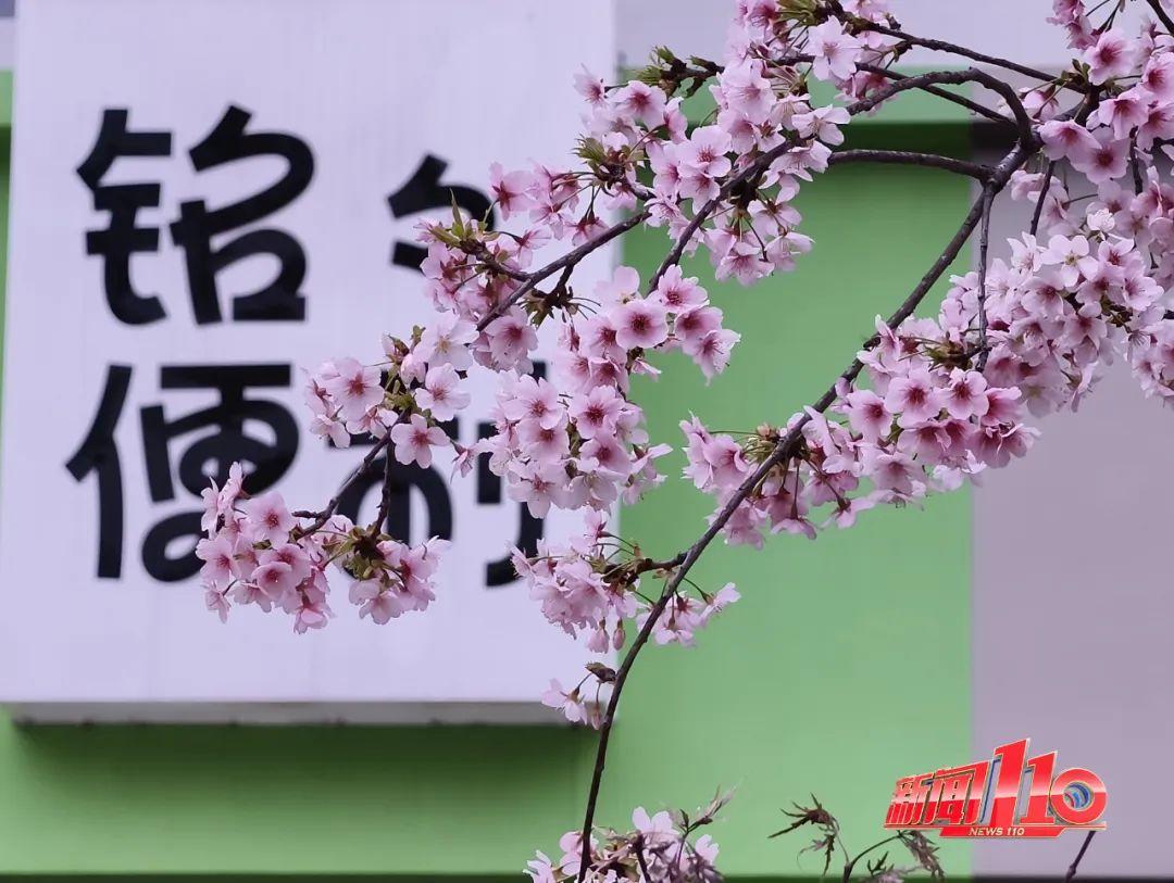 鼓楼、仓山、晋安……最近很多福州人偶遇，“太美啦”！