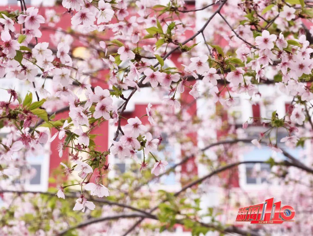 鼓楼、仓山、晋安……最近很多福州人偶遇，“太美啦”！