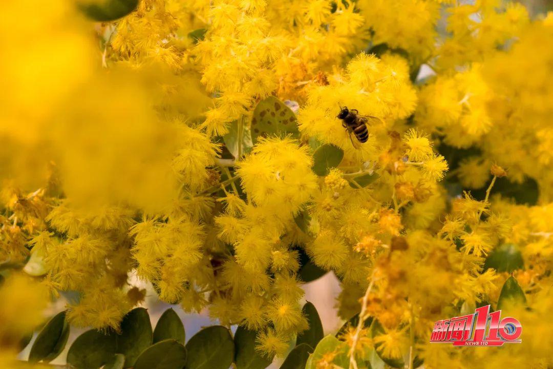 鼓楼、仓山、晋安……最近很多福州人偶遇，“太美啦”！