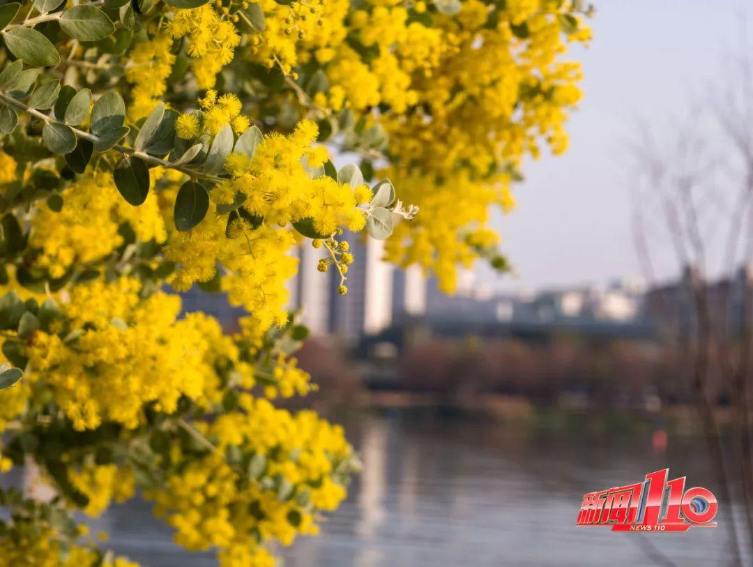 鼓楼、仓山、晋安……最近很多福州人偶遇，“太美啦”！