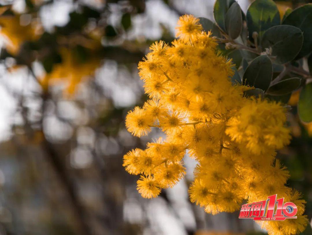 鼓楼、仓山、晋安……最近很多福州人偶遇，“太美啦”！