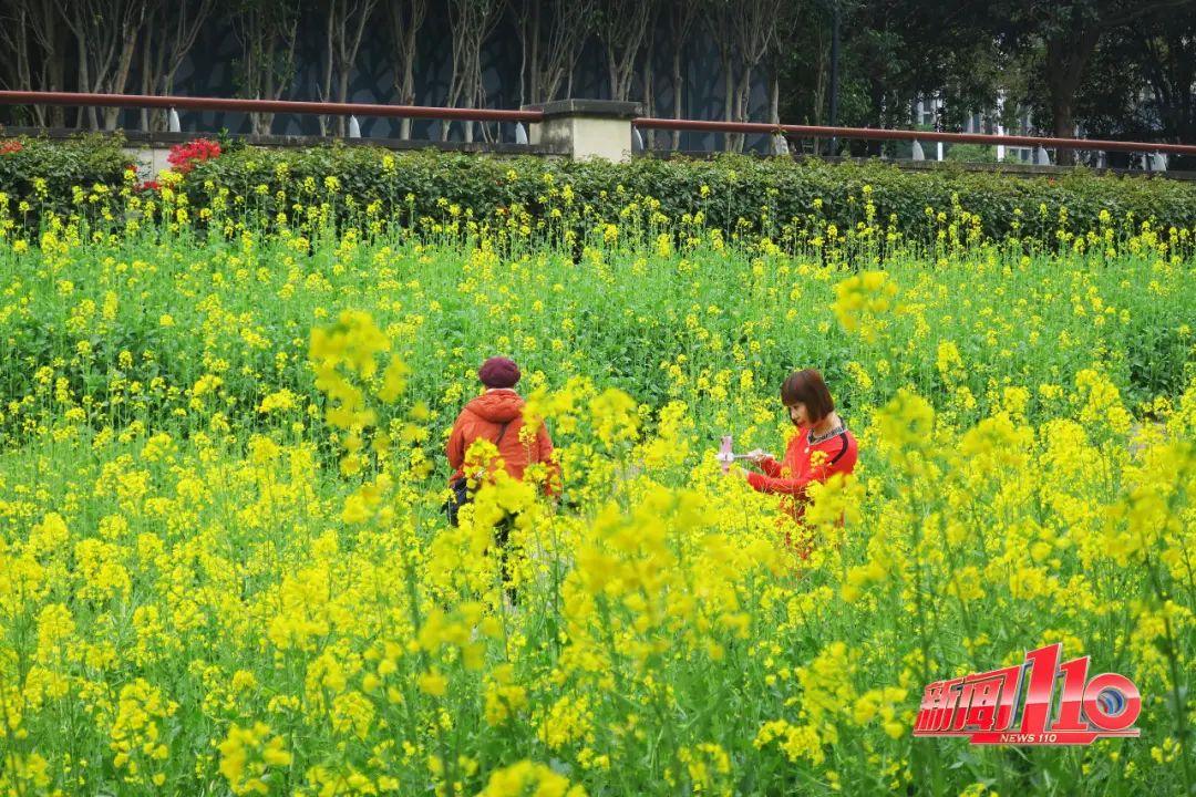 鼓楼、仓山、晋安……最近很多福州人偶遇，“太美啦”！