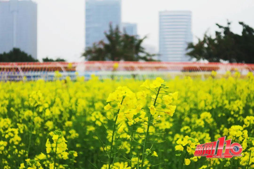 鼓楼、仓山、晋安……最近很多福州人偶遇，“太美啦”！