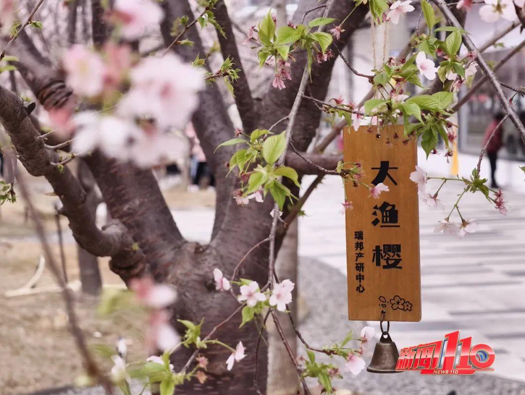 鼓楼、仓山、晋安……最近很多福州人偶遇，“太美啦”！