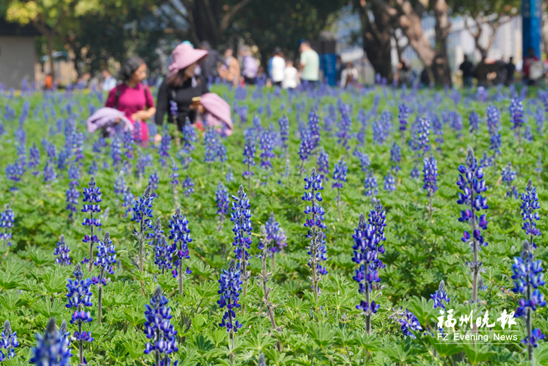惊艳！福州花海公园4000平方米鲁冰花盛放